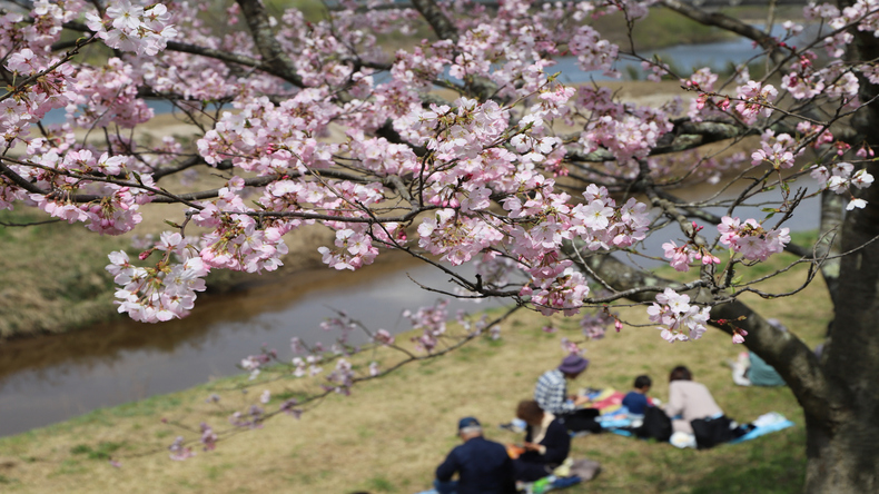 お花見にはお金は使わない派増加