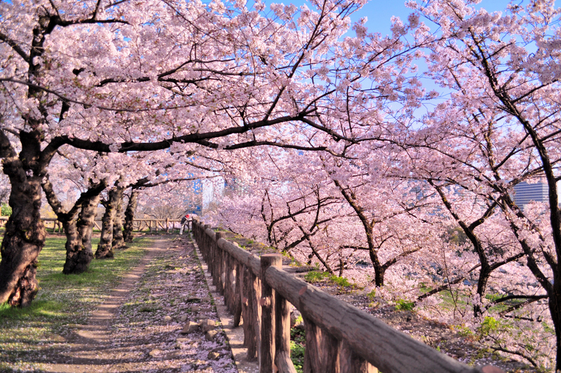 知っておきたいお花見の常識、雑学をまとめてみた