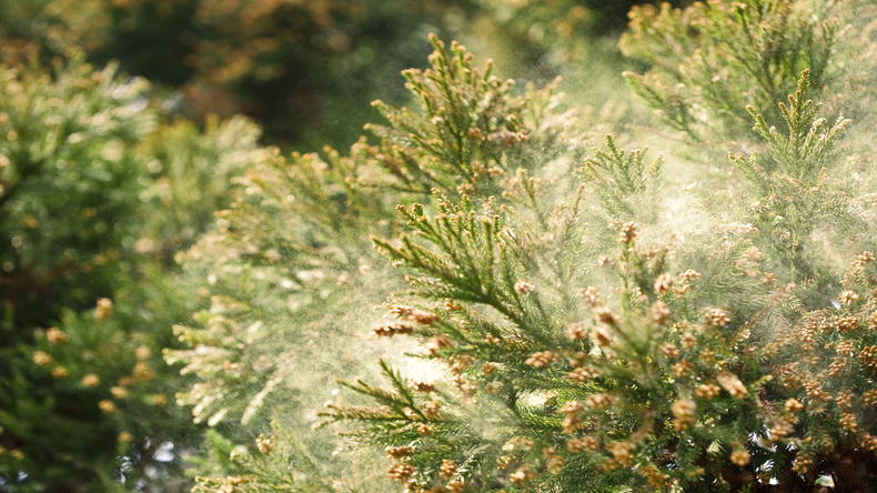 花粉症が影響する経済効果とは？日本で生きるなら知ってほしいこと
