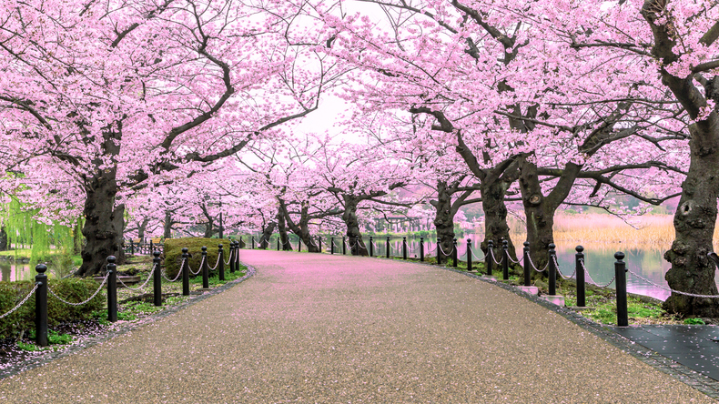 花見の有料化？お金を払わないと見れなくなるのか？
