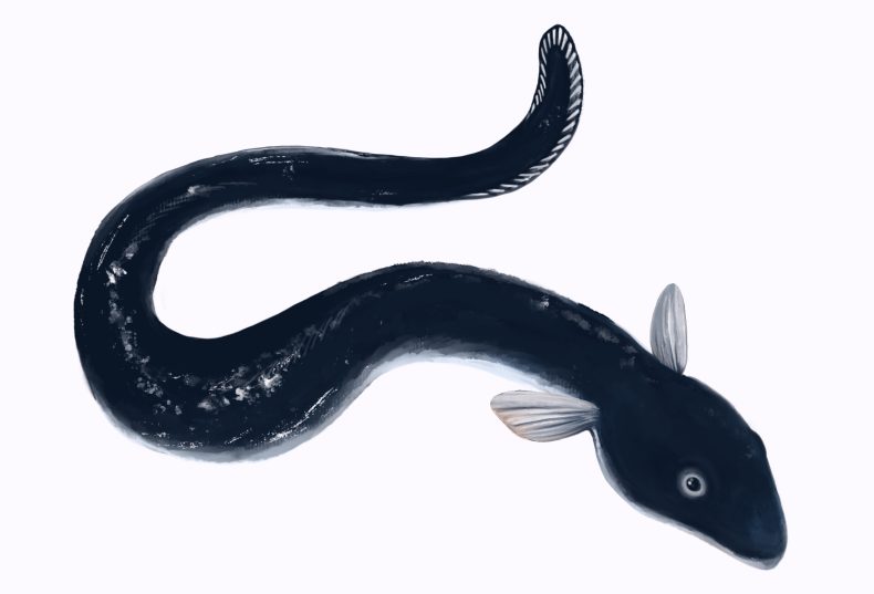 ウナギが食べれない